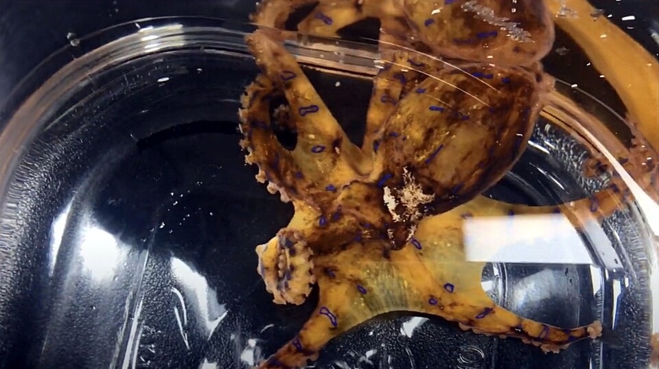 파란선문어. / 국립수산과학원 제공 