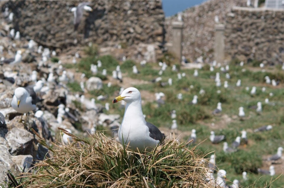 괭이갈매기가 알을 품고 있는 모습. / 국립공원관리공단 제공 