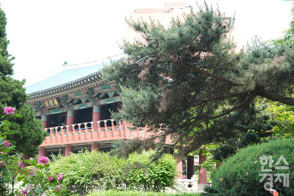 서울 종로구 보신각 일대에 죽어가는 소나무. /김근현 기자 khkim@sporbiz.co.kr 2023.05.15.