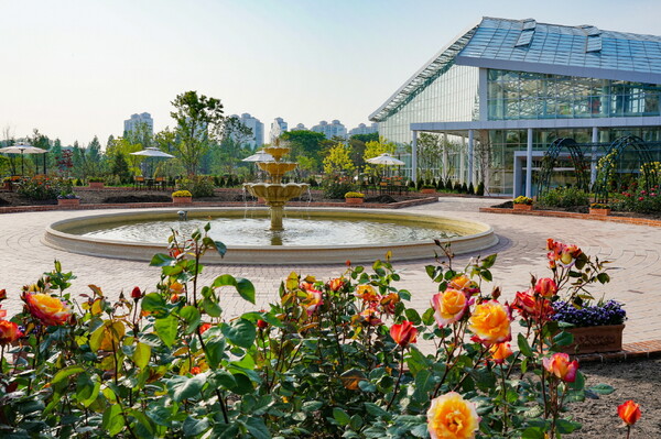 일월수목원 전시온실 앞 장식정원에 장미가 피어있는 모습./ 수원시 제공