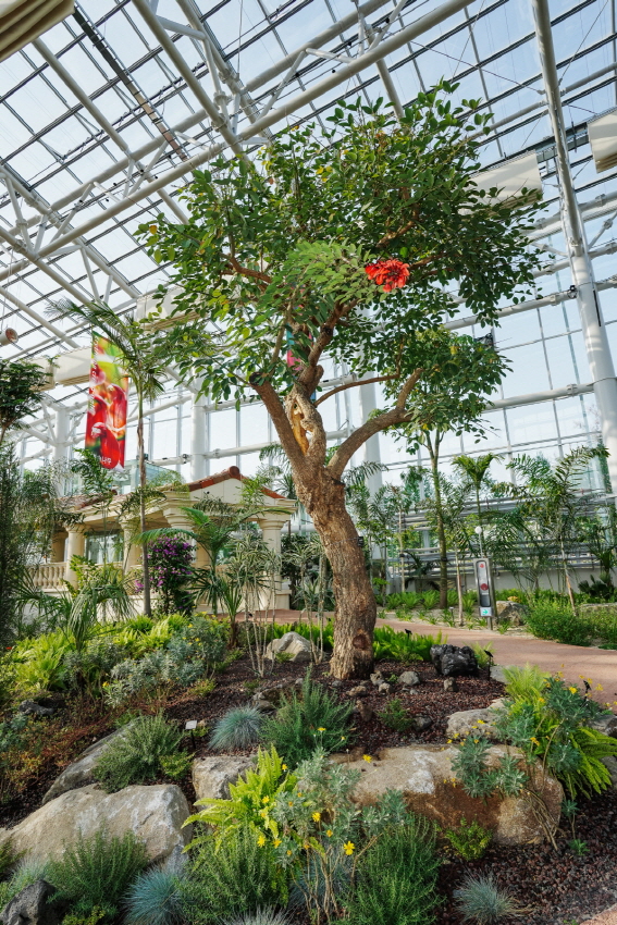 건조기후대 식물을 만날 수 있는 일월수목원 전시온실 내부에 닭벼슬나무가 붉은 꽃을 피웠다./ 수원시 제공