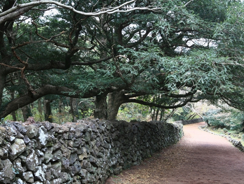 제주 비자림돌담길. / 제주도 제공. 