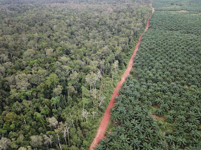 인도네시아 파푸아주에서 팜유 생산을 위해 생물다양성의 보고이자 토착민들의 삶의 터진인 우림이 파괴되고 플랜테이션이 들어선 모습. 좌측에는 보전된 우림, 우측에는 단일식생이 들어선 플랜테이션. / 기후솔루션 제공