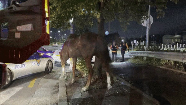 탈출한 말 2마리 / 부산소방재난본부