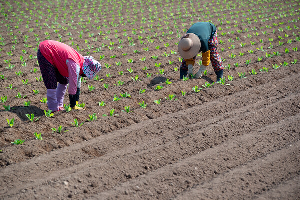 기사와 직접적 관련 없는 이미지