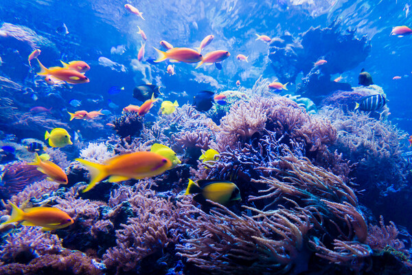 미국 플로리다 키 해역 수온이 38도를 넘어서면서 산호초의 백화현상이 나타나고 있다. 