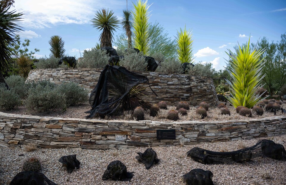 지난 1일(현지시간) 미국 애리조나주 피닉스에 있는 피닉스 식물원에서 식물원 관계자들이 햇빛으로부터 선인장을 보호하기 위해 그늘막을 덮어주고 있다. 피닉스 지역은 최근 폭염으로 선인장을 비롯한 사막 식물들이 피해를 입고 있다. / 연합뉴스