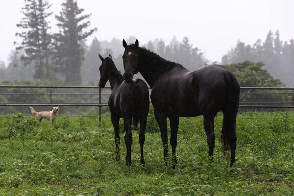 제주에 도착한 닉스고 자마와 임신중인 모마 스레드더니들. /한국마사회 제공