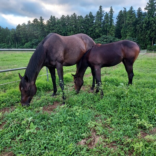 제주에 도착한 닉스고 자마와 임신중인 모마 스레드더니들. /한국마사회 제공