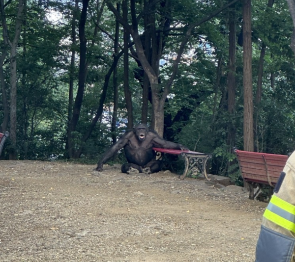 달성공원 침팬지 / 연합뉴스