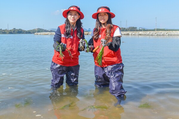 여수 대경도 인근에서 잘피를 심는 LG화학 임직원들 모습 / LG화학