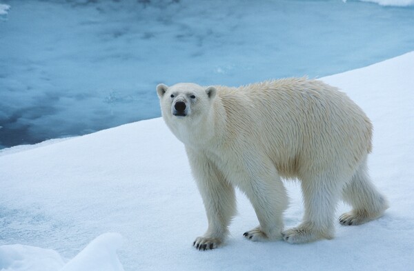 북극 눈 속 납 성분이 10년 만에 절반으로 줄었다는 연구결과가 나왔다. 