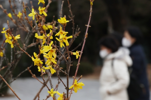 지난해 12월 13일 서울 영등포구 여의도 국회에 봄을 대표하는 개나리가 피어있다. / 연합뉴스. 