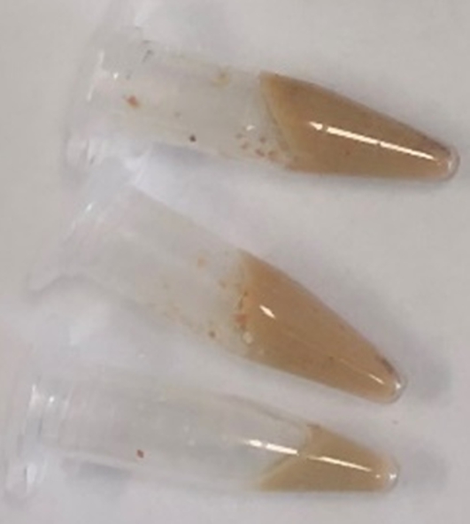 감마선을 이용해 처리된 하수슬러지(왼쪽)와 미처리된 하수슬러지. / 한국원자력연구원 제공. 
