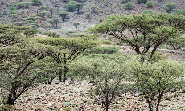 케냐 북부 투르카나에 있는 아카시아 나무. 연구에 따르면 아프리카의 나무 심기 프로젝트 중 52%가 사바나에서 이루어지며, 거의 60%가 외래종을 사용하는 것으로 나타났다 / 가디언