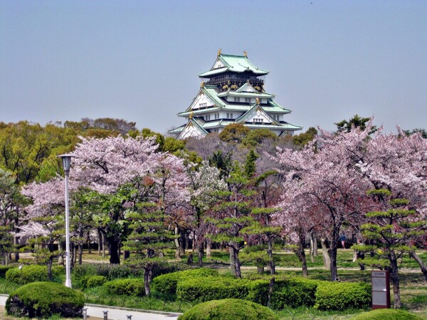 오사카성 벚꽃. /하나투어 제공