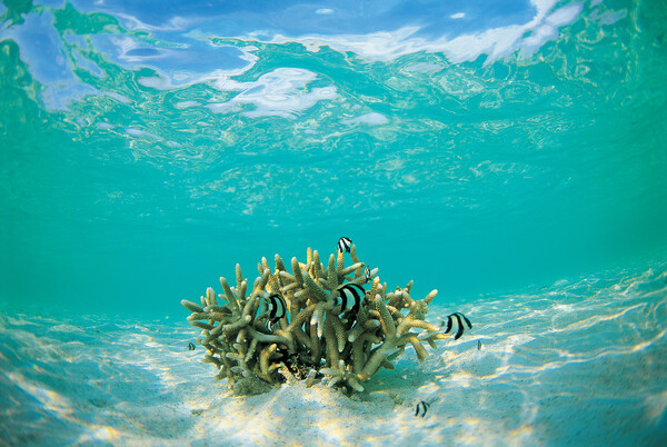 해수면 온도가 상승하면서 산호초 백화 현상이 세계 곳곳에서 발생하고 있다. 