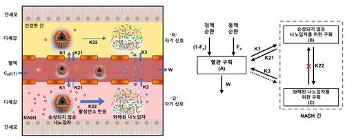 망간 이온 결합 빌리루빈 나노입자의 비알콜성 지방간염에서의 모니터링 모식도. /KAIST 제공