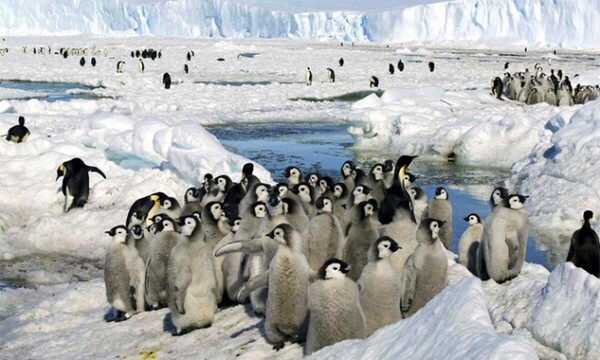 남극의 황제펭귄. / 연합뉴스. 
