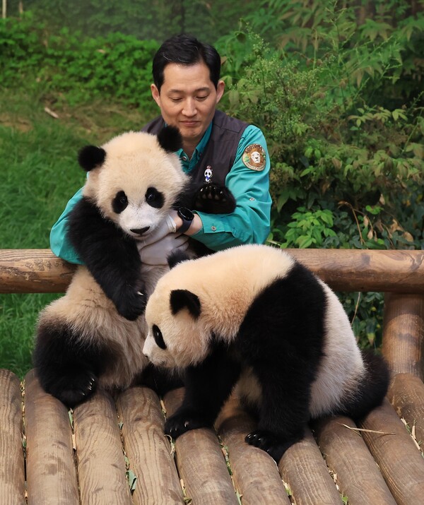 쌍둥바오. 후이바오(왼쪽), 루이바오와 송영관 사육사. /에버랜드 제공