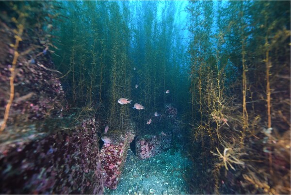 포스코가 철강부산물을 활용해 바다숲 조성 활동을 진행하고 있다. 사진은 포스코가 2020년 5월 울릉도 남양리에 조성한 바다숲 모습 / 포스코 제공