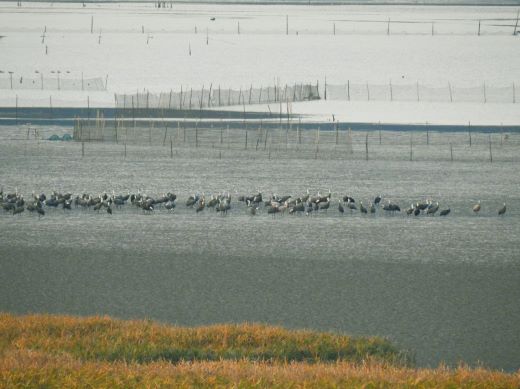 건강망이 설치된 순천만습지에 흑두루미가 관찰되고 있다. / 순천시 제공