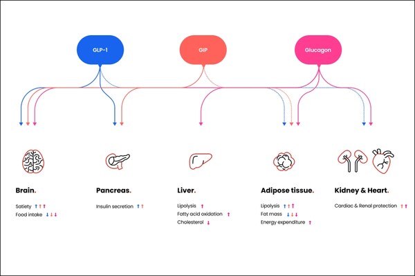 한미약품 차세대 비만 치료 삼중작용제(코드명 : HM15275)의 작용 기전. /한미약품 제공