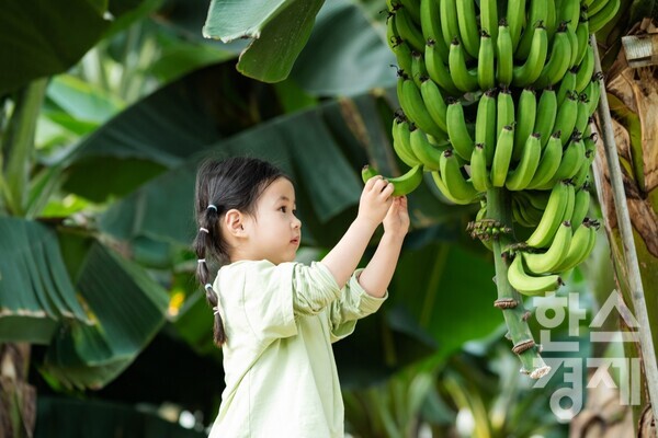 제주신라호텔이 가족 단위 고객에게 농장 체험을 확대하고 이색적인 바나나 농장 체험 프로그램을 출시한다. / 신라호텔