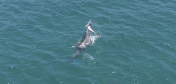 지난 1일 낮 12시 28분께 제주도 서귀포시 대정읍 일과리 양어장 인근 앞바다에서 죽은 새끼를 업고 다니는 남방큰돌고래가 포착됐다. / 다큐제주·제주대 돌고래 연구팀 제공