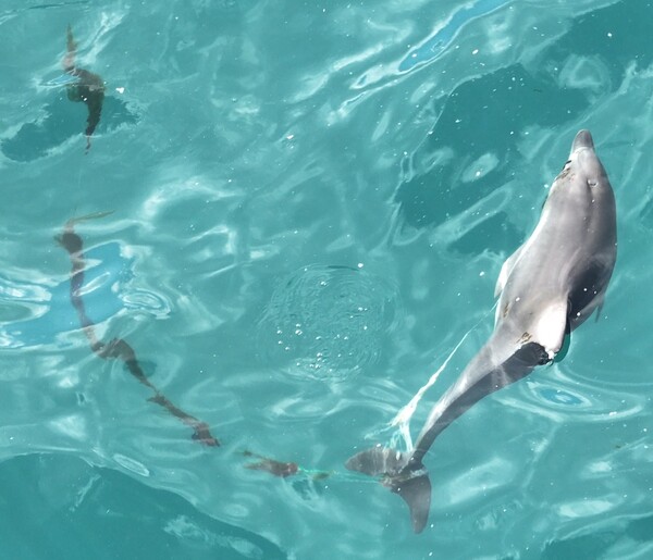 낚싯줄 제거 전 종달이. / 제주돌고래 긴급구조단 제공.