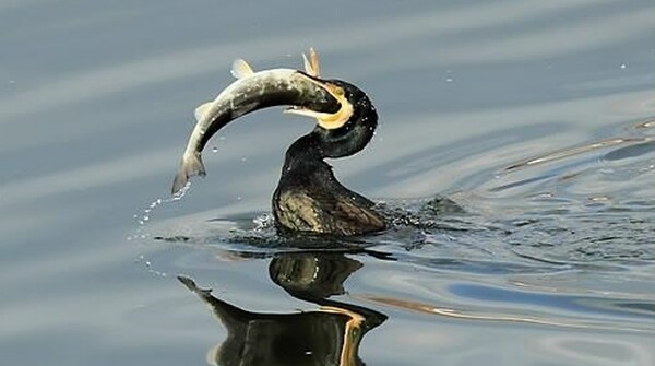 민물가마우지가 물고기를 먹으면서 어민들에게 피해를 주고 있다. / 연합뉴스. 