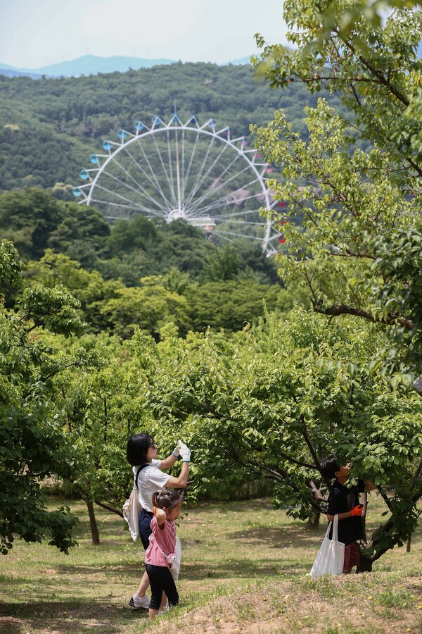 에버랜드 매실따기 체험. /에버랜드 제공