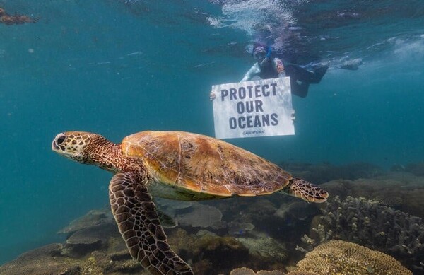 그린피스 활동가가 서호주 바다 거북이 근처에 "해양을 보호해야 한다"는 배너를 들고 있다. / 그린피스 제공