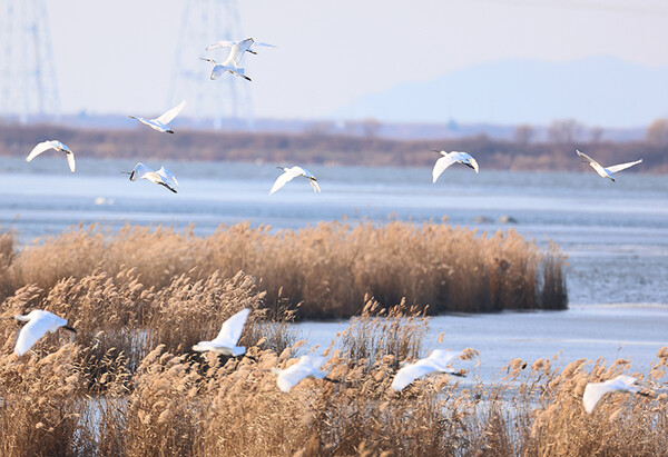 경기도 안산시 시화호 대송습지를 찾은 천연기념물이자 멸종위기종 야생생물 2급인 노랑부리저어새가 날고 있다 / 연합뉴스 제공
