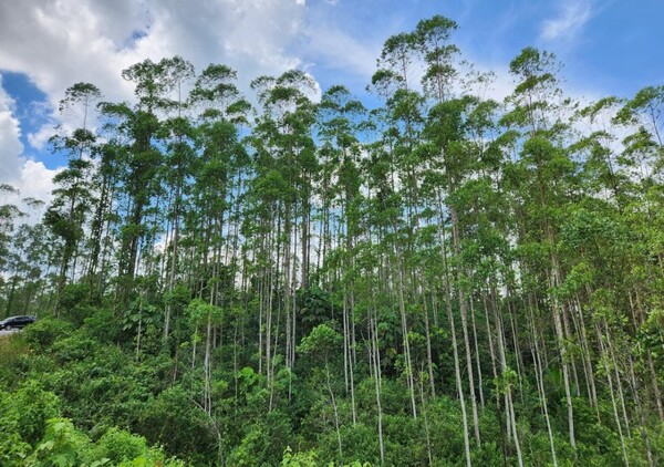인도네시아 칼리만탄섬 열대우림 / 연합뉴스