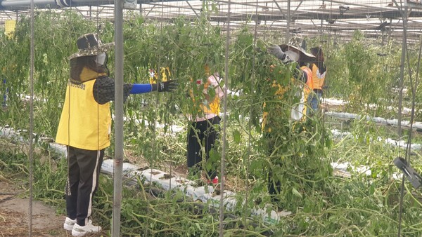 택시자원봉사센터(센터장 손영희)는 지난 7월 집중호우로 큰 피해가 있는 토마토 하우스 농가의 수해복구를 위해 적극적인 봉사활동을 전개하고 있다./ 평택시 제공