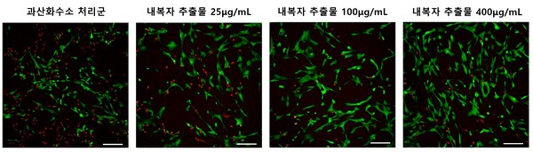 내복자 추출물 투여에 따라 수핵세포 생존율이 높아지고 있다./자생한방병원 제공