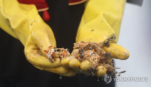 지난 8월26일 경남 통영시 한 멍게 양식 어장에서 어민이 고수온에 내장이 터져 뿌옇게 보이는 폐사한 멍게를 건지고 있다. / 연합뉴스 제공