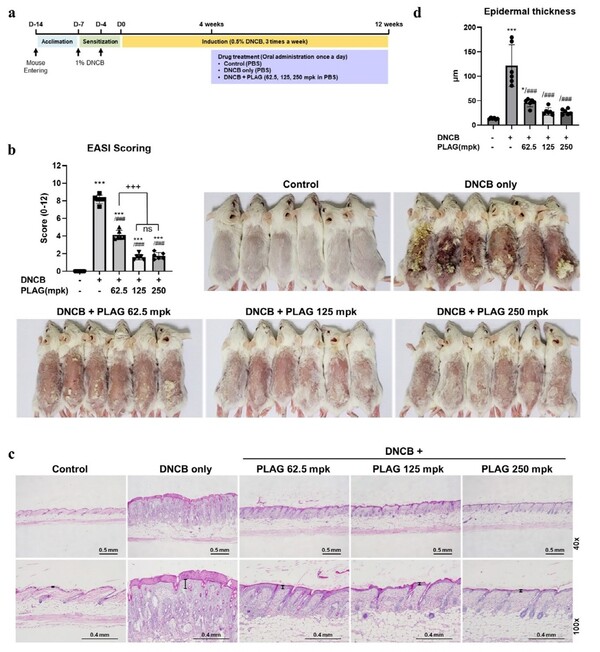 EC-18에 의한 아토피 피부염 병변 개선에 대한 Scientific Reports 연구논문 내용./엔지켐생명과학 제공