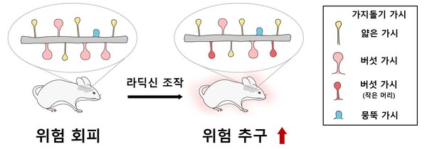 위험회피군 측좌핵 내 라딕신 과발현 후 버섯 가시의 모양 변화./세브란스병원 제공
