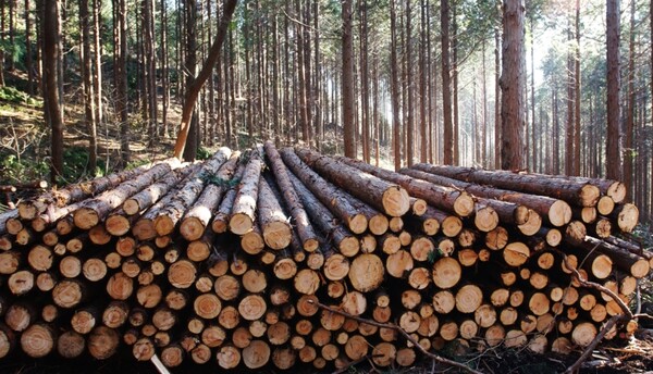 40여년 만에 기후위기와 저연파괴로 전세계 생물다양성이 69% 감소한 상황이다. / 산림청