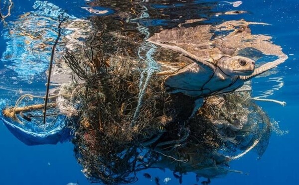 40여년 만에 기후위기와 자연파괴로 전세계 생물다양성이 69% 감소한 상황이다. / 올리브 리들리 프로젝트