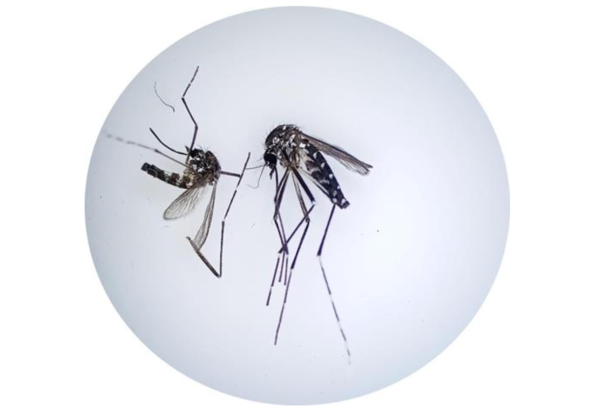 흰줄기모기./ 연합뉴스