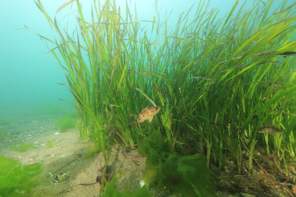 서해 잘피 / 한국수산자원공단