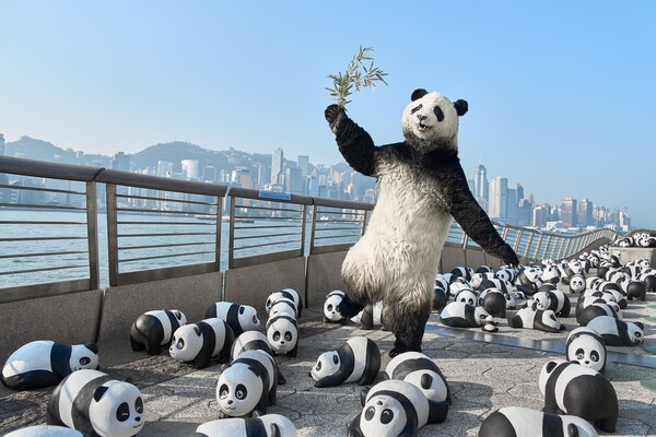 판다로 가득 채운 홍콩의 명소들 ‘판다 고! 페스트’ 화제. /홍콩관광청 제공