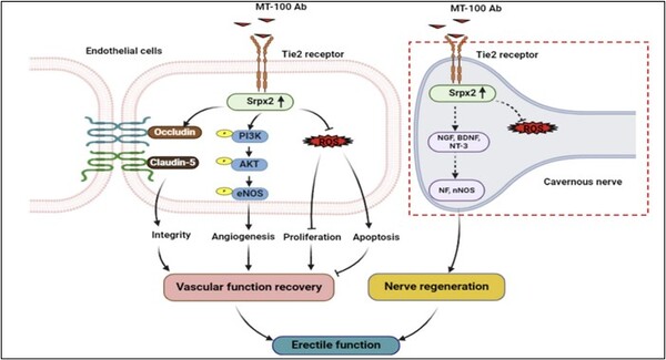 큐라클은 맵틱스와 공동으로 연구개발 중인 Tie2(Tunica Interna Endothelial cell kinase-2) 활성화 항체의 뛰어난 혈류 개선 효과를 입증한 연구 결과를 공개했다. /큐라클, 맵틱스 제공