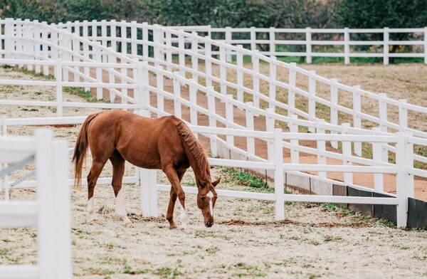 2024년 11월 1일 농협안성팜랜드 기념행사. 명예경주마 휴양사업. /한국마사회 제공