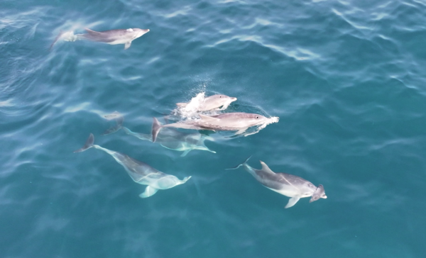 죽은 새끼 남방큰돌고래가 14일 오전 11시 33분 대정읍 무릉리 앞바다에서 발견됐다. / 사진=다큐제주 및 제주대학교 고래 해양생물보전연구센터.