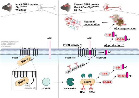 산발성 알츠하이머병에서 단백질 절단현상에 의한 EBP1 발현 저하와 그로인한 독성 아밀로이드 베타 생성 및 축전 기전을 나타내는 모식도./한국보건산업진흥원 제공