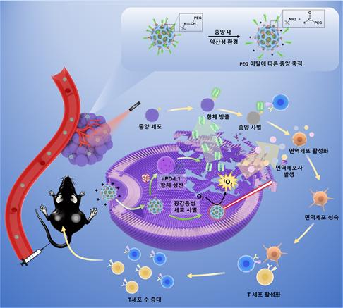 종양에 축적되어 종양 세포 내 항체를 생산하고 레이저에 감응해 방출이 가능한 나노입자 기반 면역 치료의 모식도. /POSTECH 제공